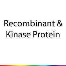 Recombinant Protein & Kinase