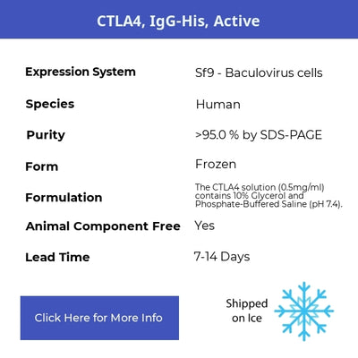 CTLA4, IgG-His, Active