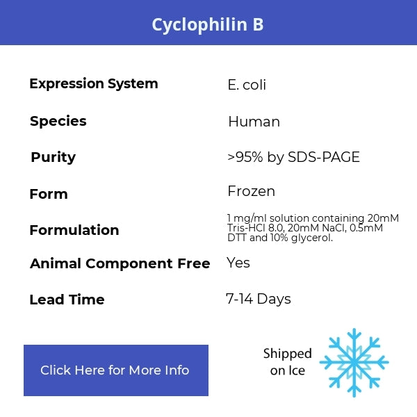 Cyclophilin B