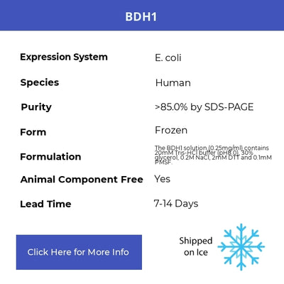 BDH1