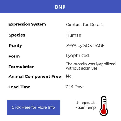 BNP