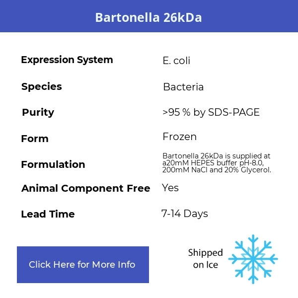 Bartonella 26kDa