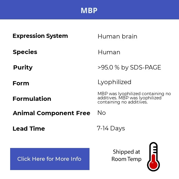 MBP - Human