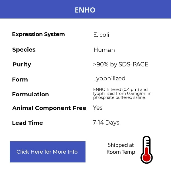 ENHO