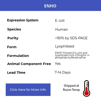 ENHO