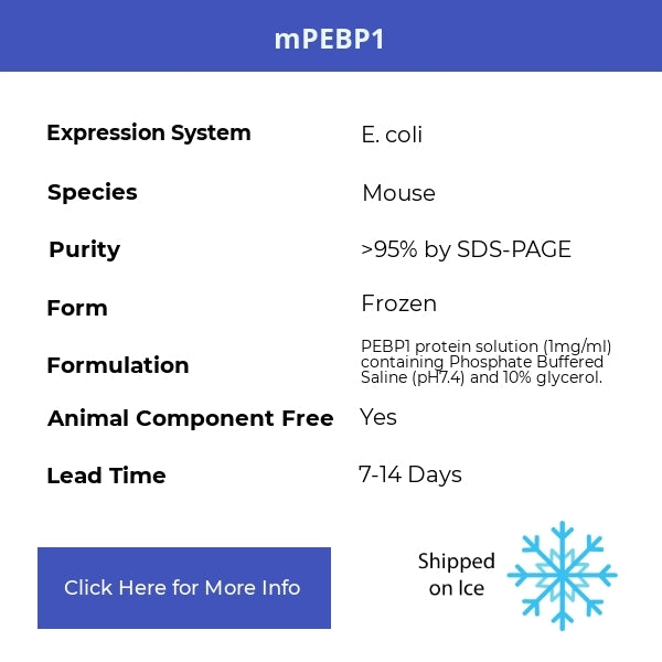 mPEBP1