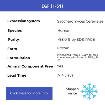 EGF (1-51)