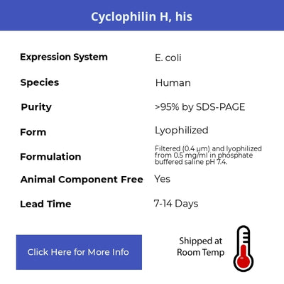 Cyclophilin H, his